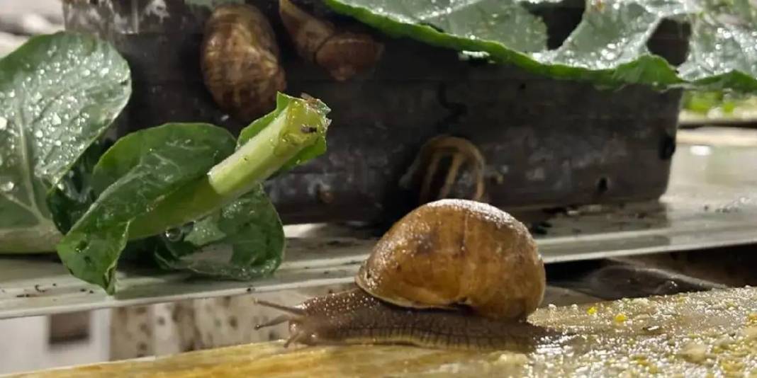 Trabzon’da üretiyor, dünya pazarında yok satıyor! İhracat potansiyeli hızla artıyor: 3 bin Euro’ya kapış kapış alıyorlar 7